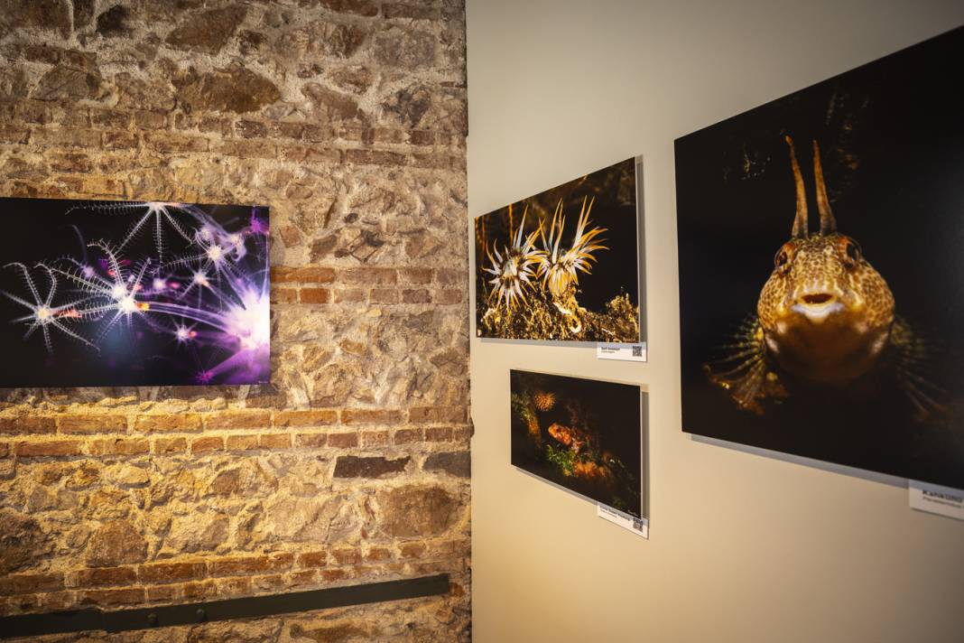 Adaların su altı dünyası Taş Mektep’te sanatseverlerle buluştu 2